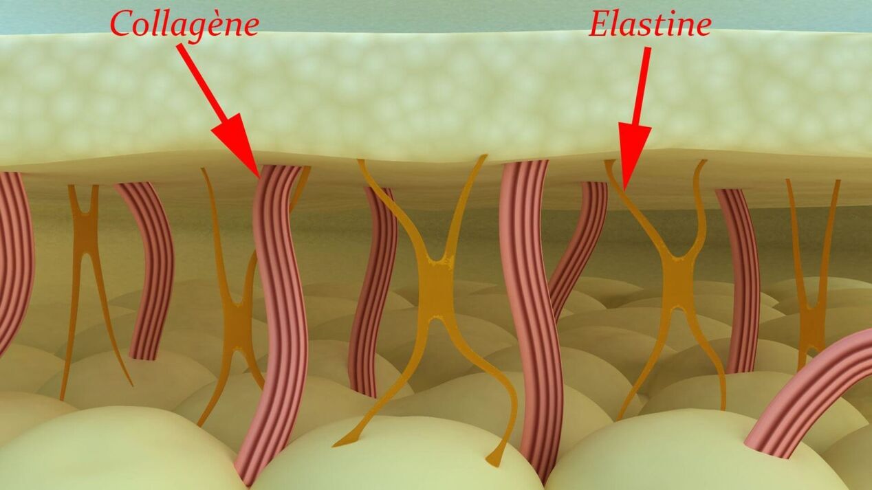 Kollagen an Elastin - strukturell Proteine ​​vun der Haut